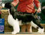 English Springer Spaniel image:  Ch Foxboro Enlightenment 'Cole'