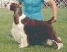 English Springer Spaniel image:  Ch Dalin Sivlerhill Straight Up