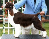English Sprimger Spaniel image: Karmadi's Live Laugh Love 'Dara'