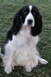 Dottie