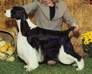 English Springer Spaniel image:  A/C Ch Esspecial Madison Avenue