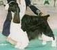 English Springer Spaniel image: A/C Ch Esspecial Once in a Blu Moon