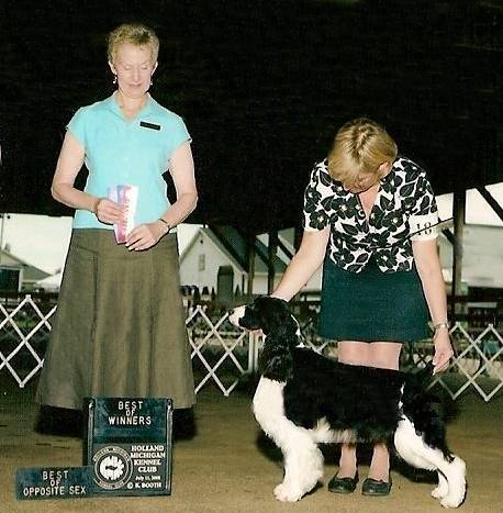English Springer Spaniel image:  Foxboro Lighten Up; Charlie'