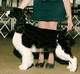 English Springer Spaniel image:  A/Ch Foxboro Lighten Up