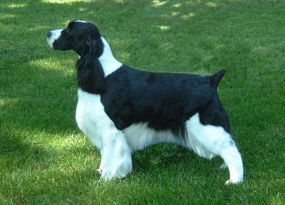 English Springer Spaniel photo:  Ch Foxboro 'N Siobhan Luna