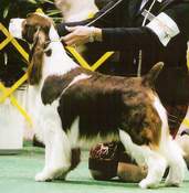 English Springer Spaniel image:  Foxboro Enlightenment 'Cole'