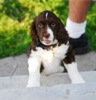 Frank