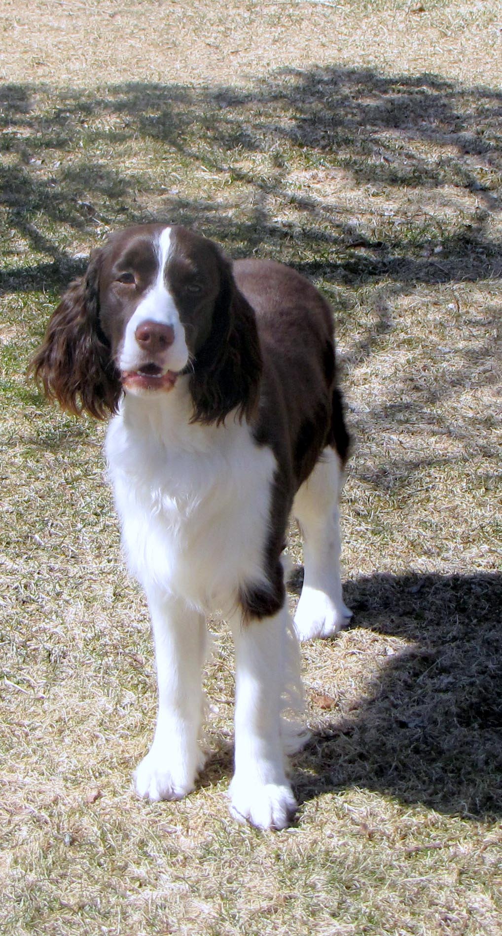 Bonnie