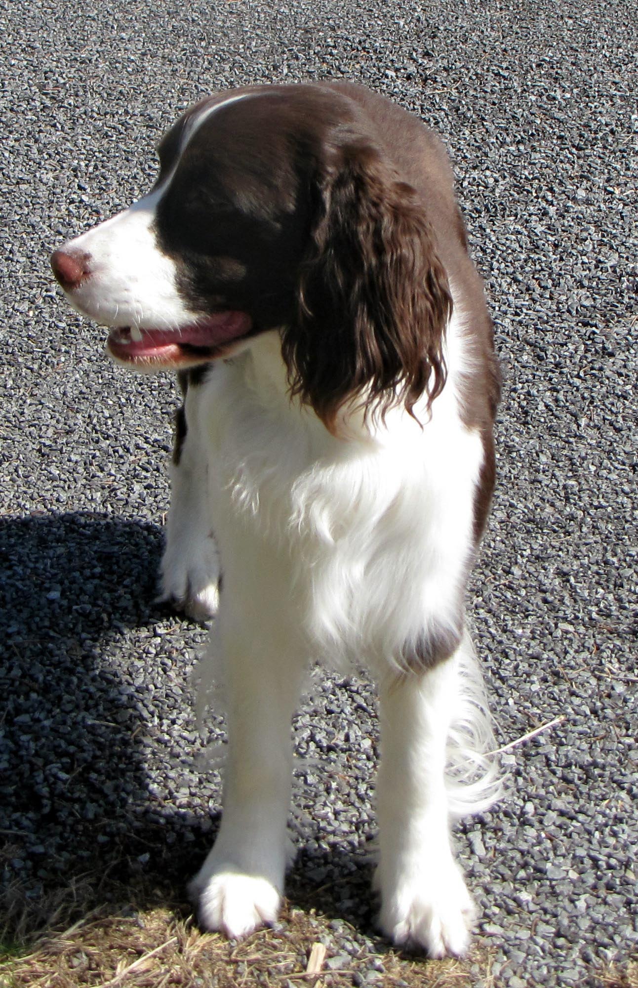 Bonnie