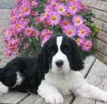 English Springer Spaniel puppy image:  Karmadi's As The Thunder Rolls