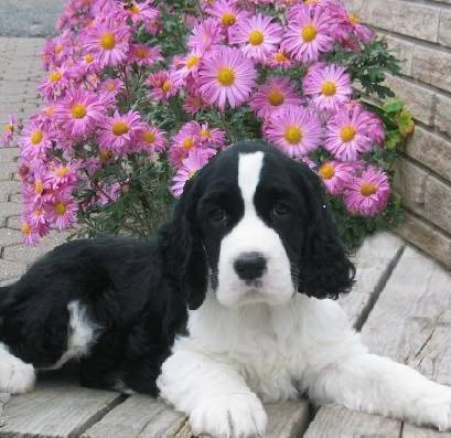 English Springer Spaniel pup image:  Garth at 8 weeks