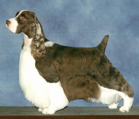English Springer Spaniel image: Good-Will Genuwin Remarque 'Lucas''