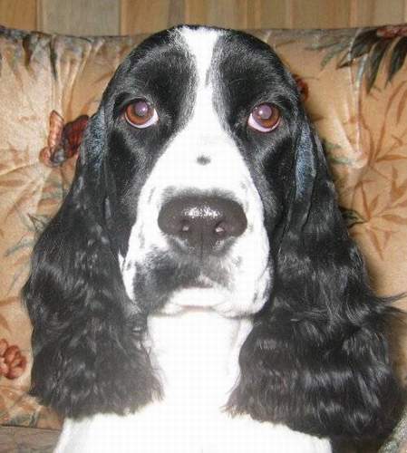 English springer spaniel photo:  Karmadi's Black Rose 'Grace'