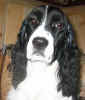 Gracie