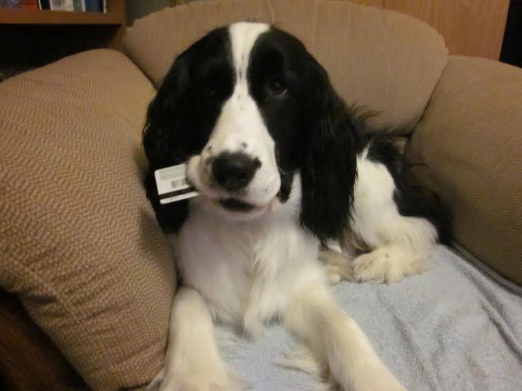 Gracie