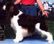 English Springer Spaniel image:  Am Can Ch Tasmara's Spotlight's On Me