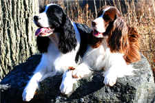 English Springer Spaniel image:  Proud parents, Hockey and Lila