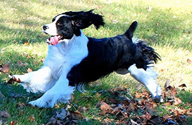 English Springer Spaniel image:  Ch Karmadi's Power Play