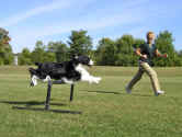 English Springer Spaniel photo:  Ch Karmadi's Power Play 'Hockey'