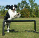 English Springer Spaniel photo:  Ch Karmadi's Power Play 'Hockey'