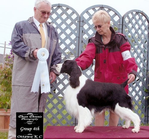 Englsih Springer Spaniel photo:  Ch Karmadi's Power Play 'Hockey' winning a Group 4th at the Ottawa Kennel Club Show