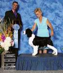 English Springer Spaniel photo: Ch Karmadi's Power Play-'HOCKEY'