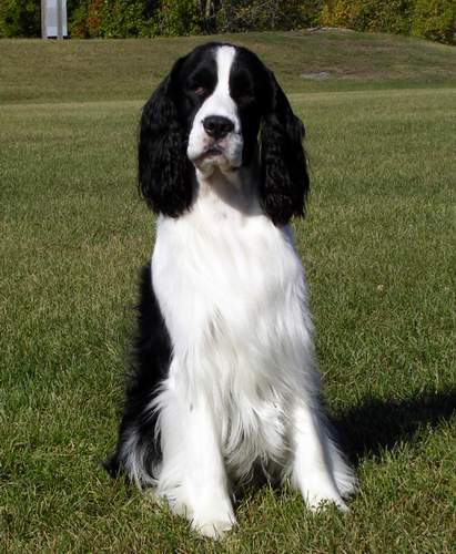 English Springer Spaniel photo:  Ch Karmadi's Power Play 'Hockey'
