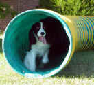 English Springer Spaniel photo:  Ch Karmadi's Power Play 'Hockey'
