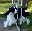 English Springer Spaniel photo:  Ch Karmadi's Power Play 'Hockey'
