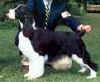 English Springer Spaniel image: Jackson