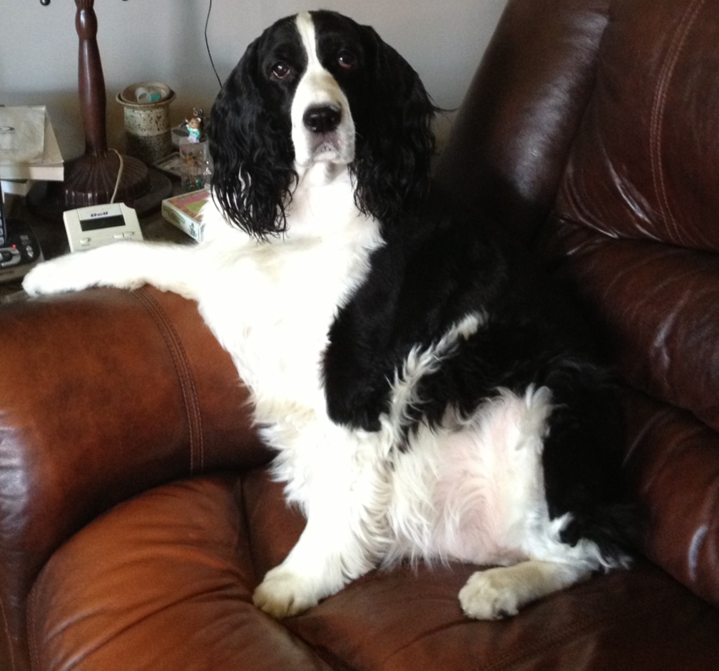 English Springer Spaniel image:  Jenni