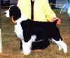 English Springer Spaniel image:  Jenni