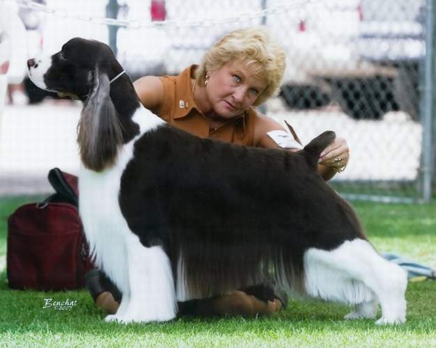 English Springer Spaniel image: Am Ch Ramblewood's Johnny B Goode