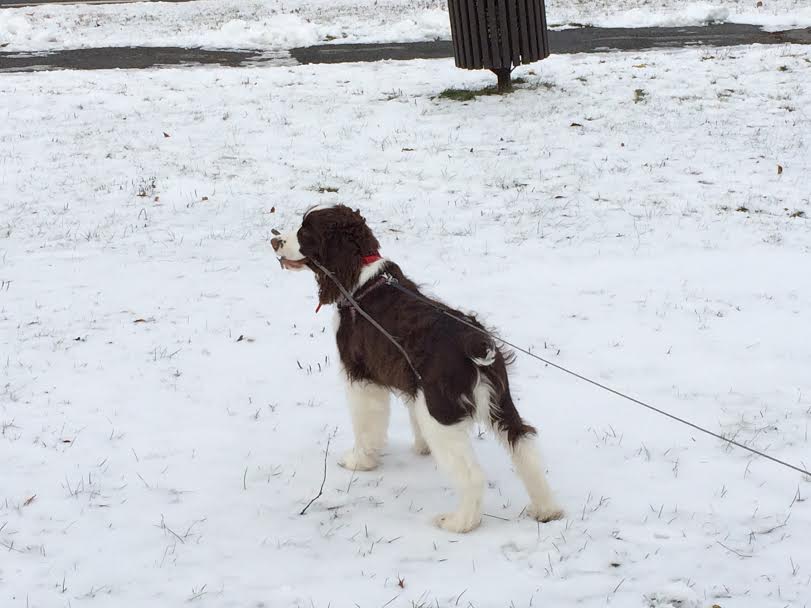 Kahlua