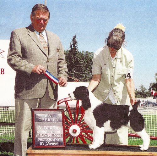 English Springer Spaniel image: Ch Karmadi's Beeling To Barcath
