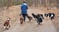 Karmadi English Springer Spaniels