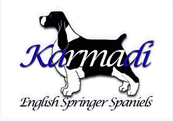 Karmadi English Springer Spaniels