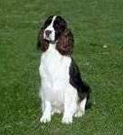 English Springer Spaniel image: Koko
