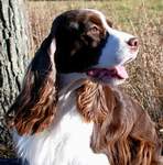 English Springer Spaniel image:  'Lila'
