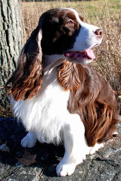 Photo of English Springer Spaniel:  Lila