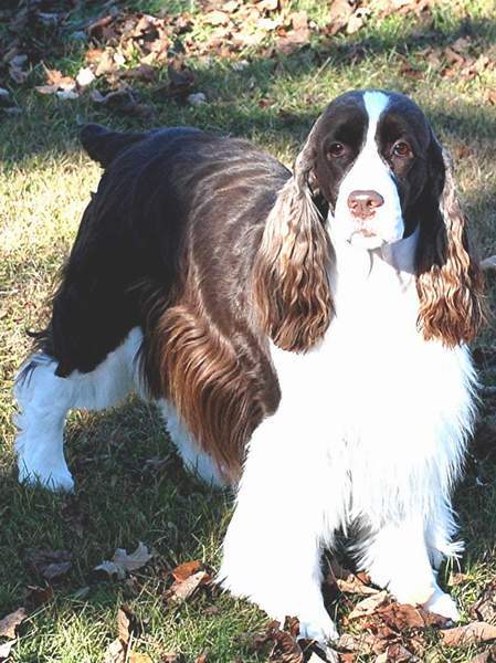 English Springer Spaniel image:  'Lila'
