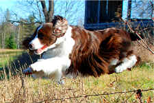 Photo of English Springer Spaniel:   Lila jumping over the fence.