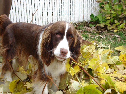 Lilly