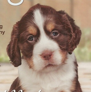 Liver & white tri coloured English Springer Spaniel
