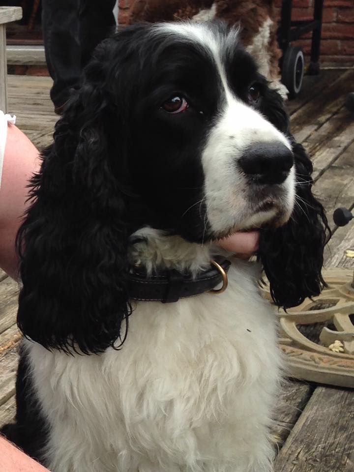 MacDuff
