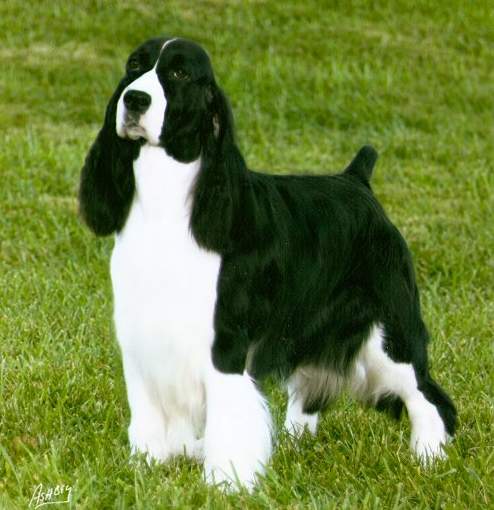 English Springer Spaniel image:  MBIS MBISS A/C Ch Karmadi's Madam President 'Madam'