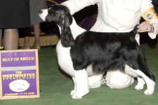 madam-westminster-2008-best-of-breed.jpg (13158 bytes)