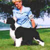 English Springer Spaniel photo: MBIS BISS A/C Ch Karmadi's Madam President