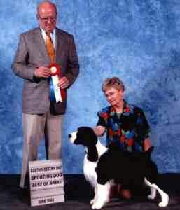 English Springer spaniel photo:  MBIS BISS A/C Ch Karmadi's Madam President