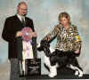 English Springer Spaniel photo: MBIS BISS A/C Ch Karmadi's Madam President 'Best in Specialty Show'